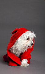 Red Riding Hood Maltese Dog Studio Portrait