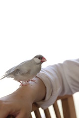 Obraz premium 文鳥のメス
