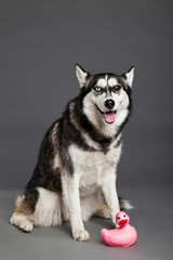 Siberian Husky Studio Portrait with Pink Rubber Duck