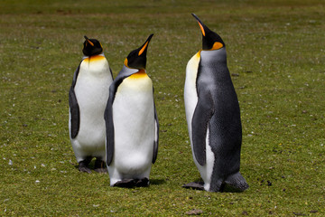 Obraz premium King penguin, Falkland Islands