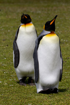 King penguin, Falkland Islands