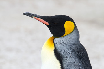 King penguin close up