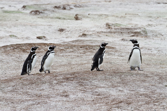 magellanic penguins, falkland islands