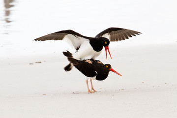 Magellanic Oystercatcher