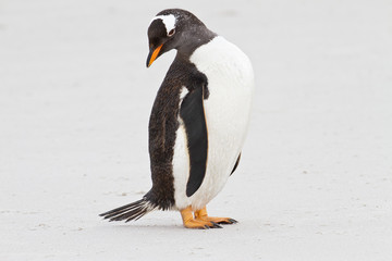 Gentoo penguin, Falkland Islands