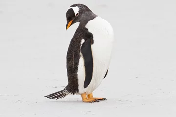 Poster Gentoo penguin, Falkland Islands © Fredy Thürig