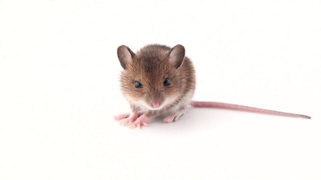 cute little mouse sniffing on white background