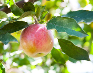 Apple Tree