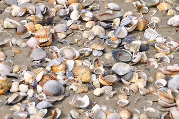 Muscheln am Strand