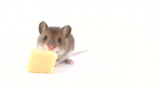 Cute little mouse eating  from cheese on white background