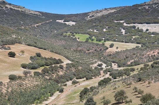 Mediterranean forest over quartzite mountains, Spain