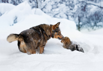 Dog and cat playing in the snow