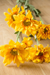 Yellow chrysanthemum