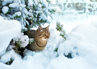 Cat siting in snow