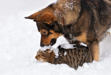 Dog and cat playing in the snow