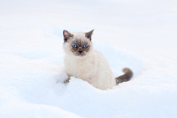 Fototapeta premium Cat sitting in snow