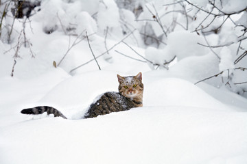 Cat in the snow © vvvita