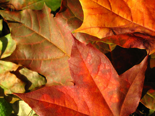 Bright autumn foliage of maple