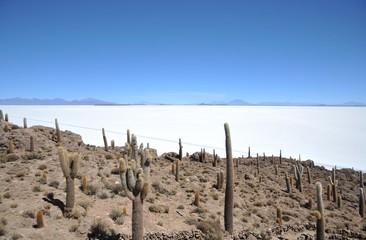 Island Incahuasi Salar de Uyuni, Bolivia