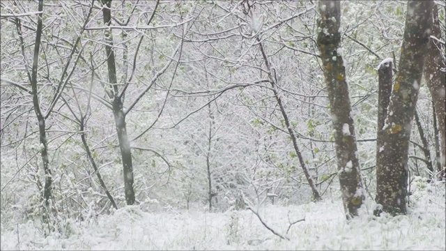 Falling snow.Beautiful hivernal background.
