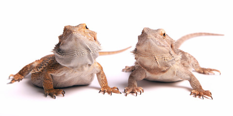 Bart Agamen Pärchen