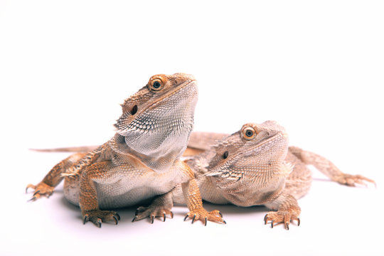 Bart Agamen P&auml;rchen