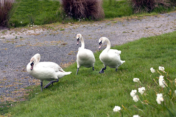 three swans following a pathway