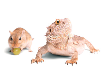 Australische Bartagame meets mongolische Wüstenrennmaus