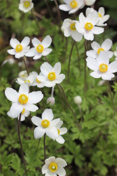 Anemone sylvestris, das gro&szlig;e Windr&ouml;schen