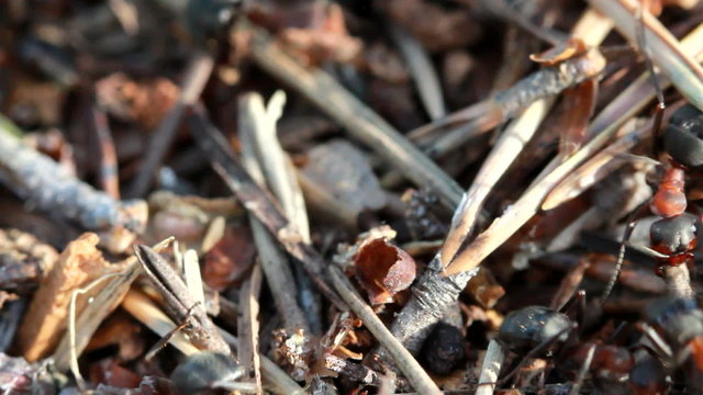 A group of ants, working at their anthill.