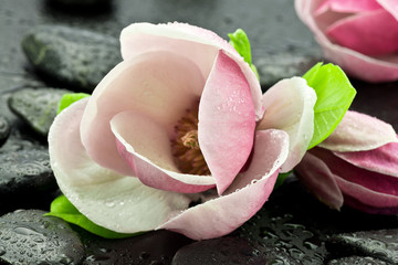 Obraz premium Magnolia z kamieniami do spa