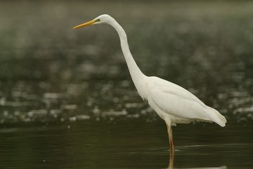 airone bianco maggiore