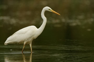 airone bianco maggiore