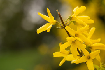 Yellow flowers close up