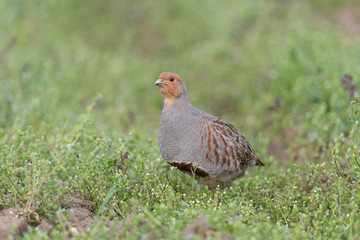 Rebhuhn, Grey Partridge, Perdix perdix