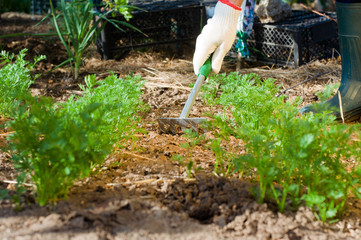 Farmer's hand raking soil near parsley