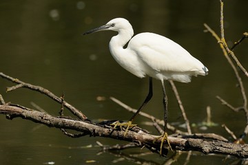 Egretta Garzetta