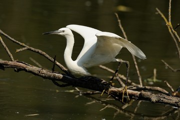 Egretta Garzetta