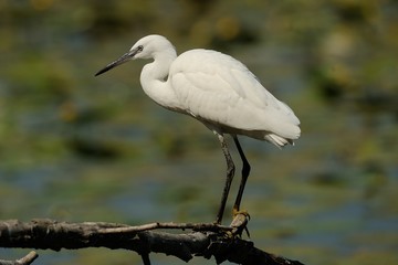 Egretta Garzetta
