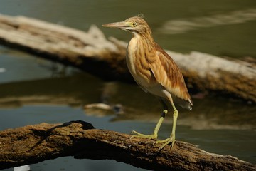 Sgarza ciuffetto