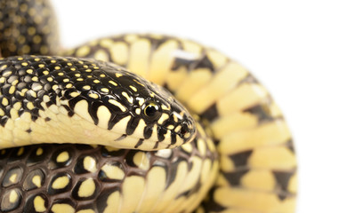 Speckled Kingsnake