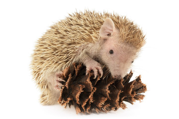 Tenrec