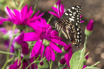 Black Butterfly on Pink Flowers