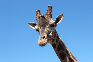 Giraffe