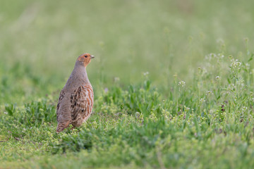 Rebhuhn, Grey Partridge, Perdix perdix
