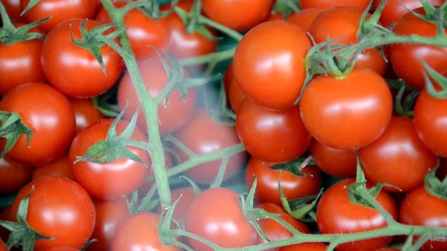 Tomaten
