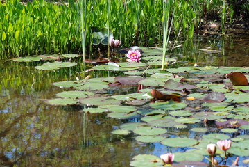 ESTANQUE CON NENÚFARES