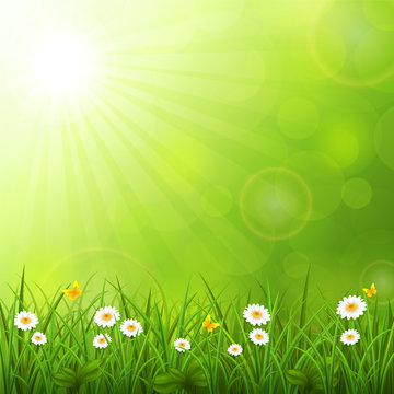 Summer background with grass
