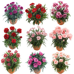 Flower Collection Garofani