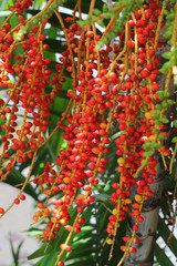 Fototapeta premium Betel palm